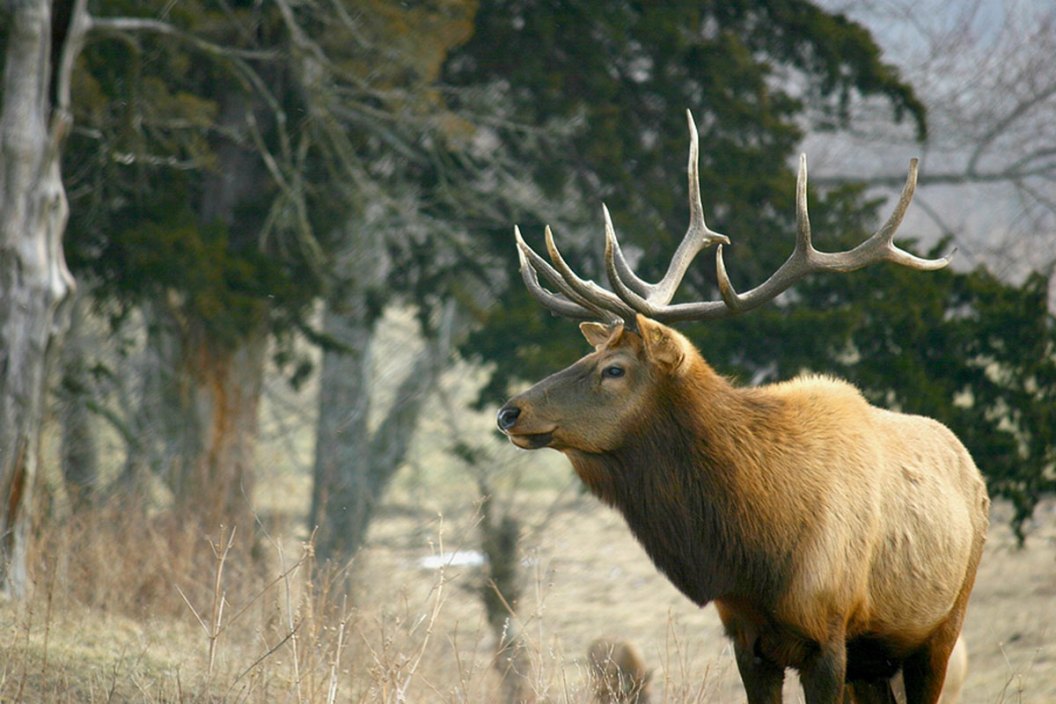 Elk Hunting Spots