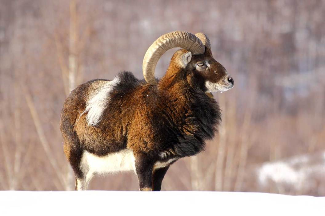 Mouflon Ram Hunting
