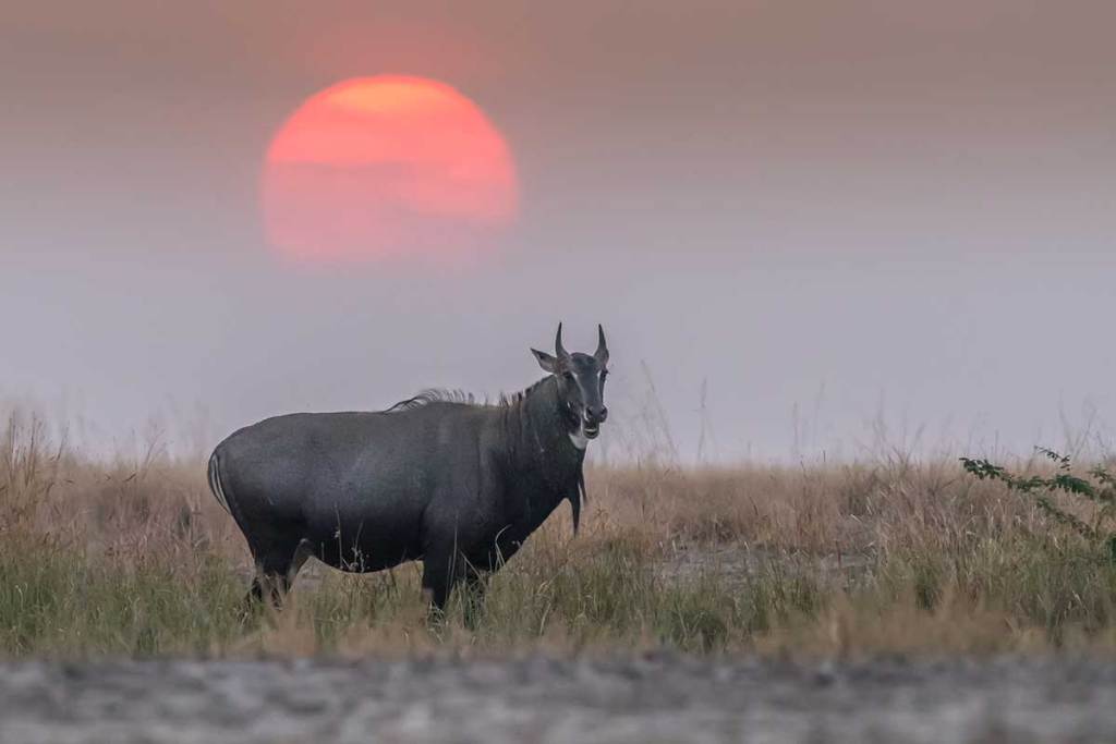 Nilgai Hunting