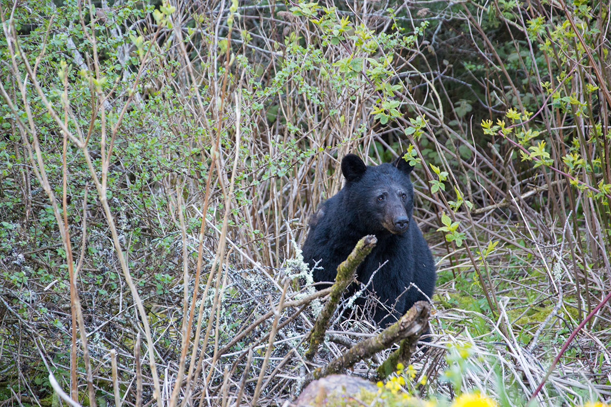 Tennessee Bear Hunting