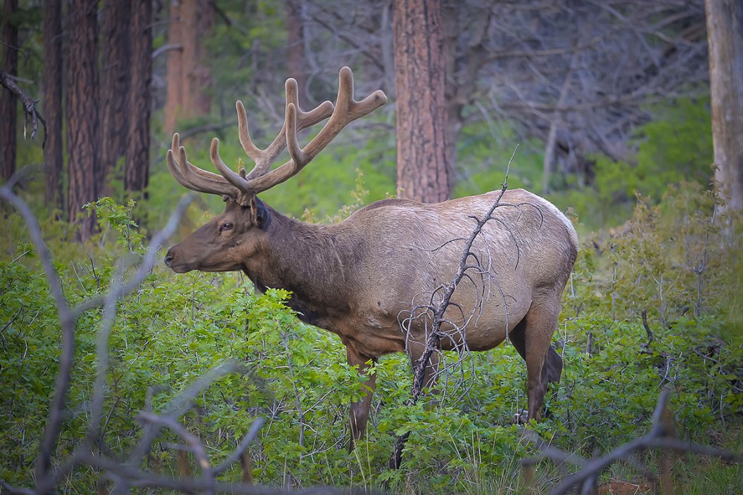 Washington Elk Hunting