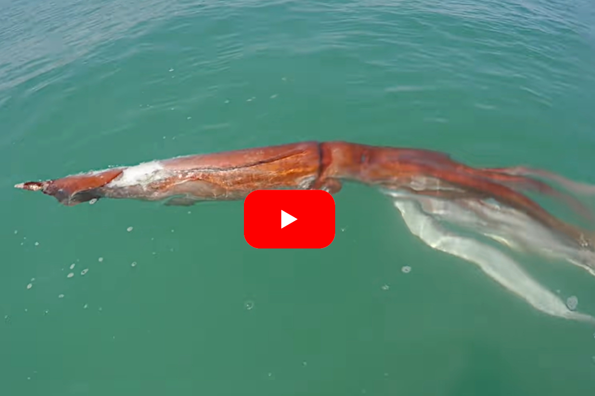 Giant Squid Video