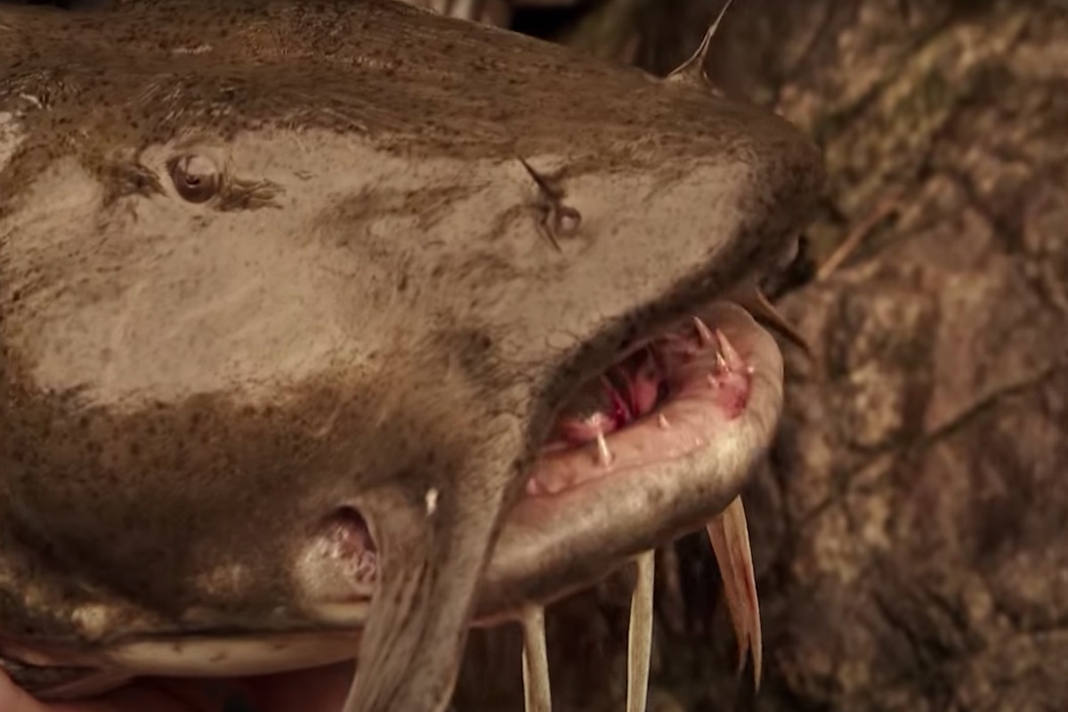 Goch Fish Goonch Catfish: The Giant Devil of India's Freshwater Rivers - Wide ...