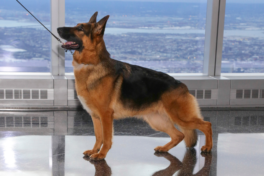 a german shepherd dog poses 