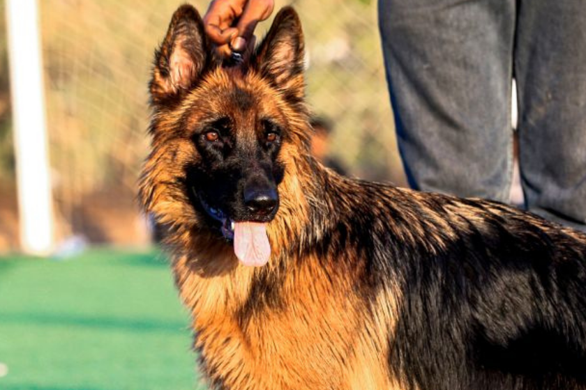 a european german shepherd stands on a leash