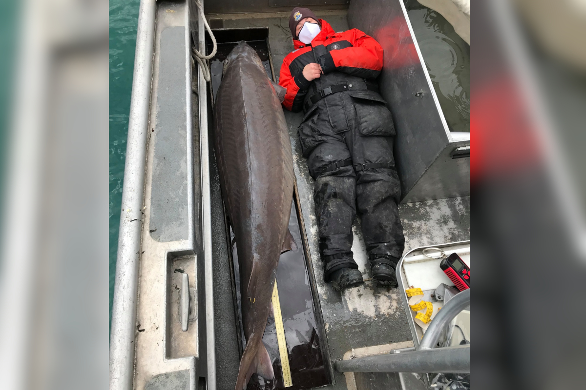 Lake Sturgeon