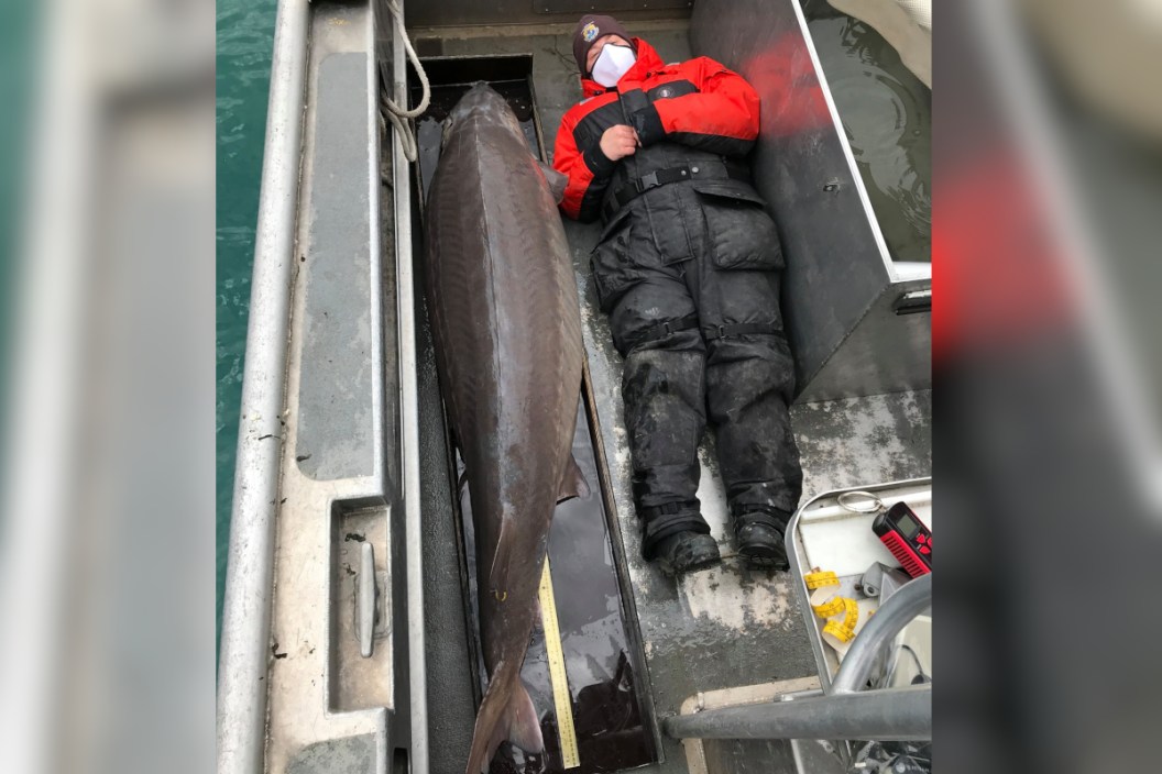 Lake Sturgeon