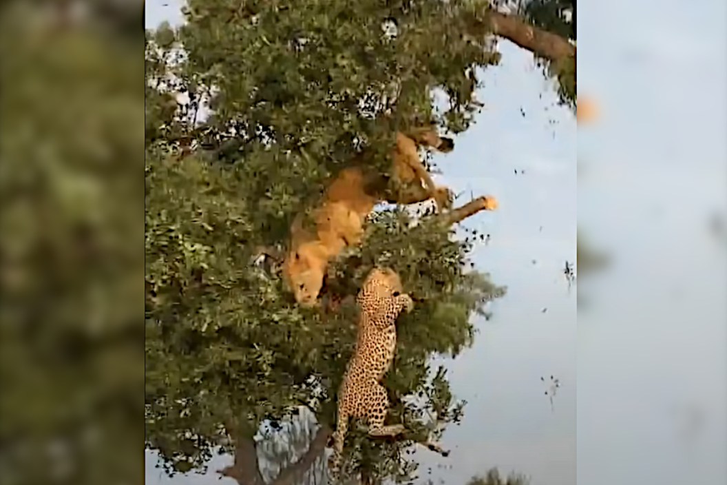 Leopard vs Lion