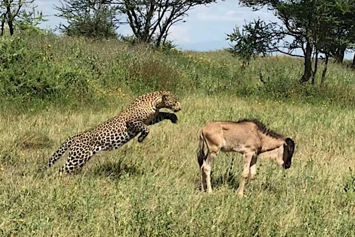 Leopard vs Wildebeest