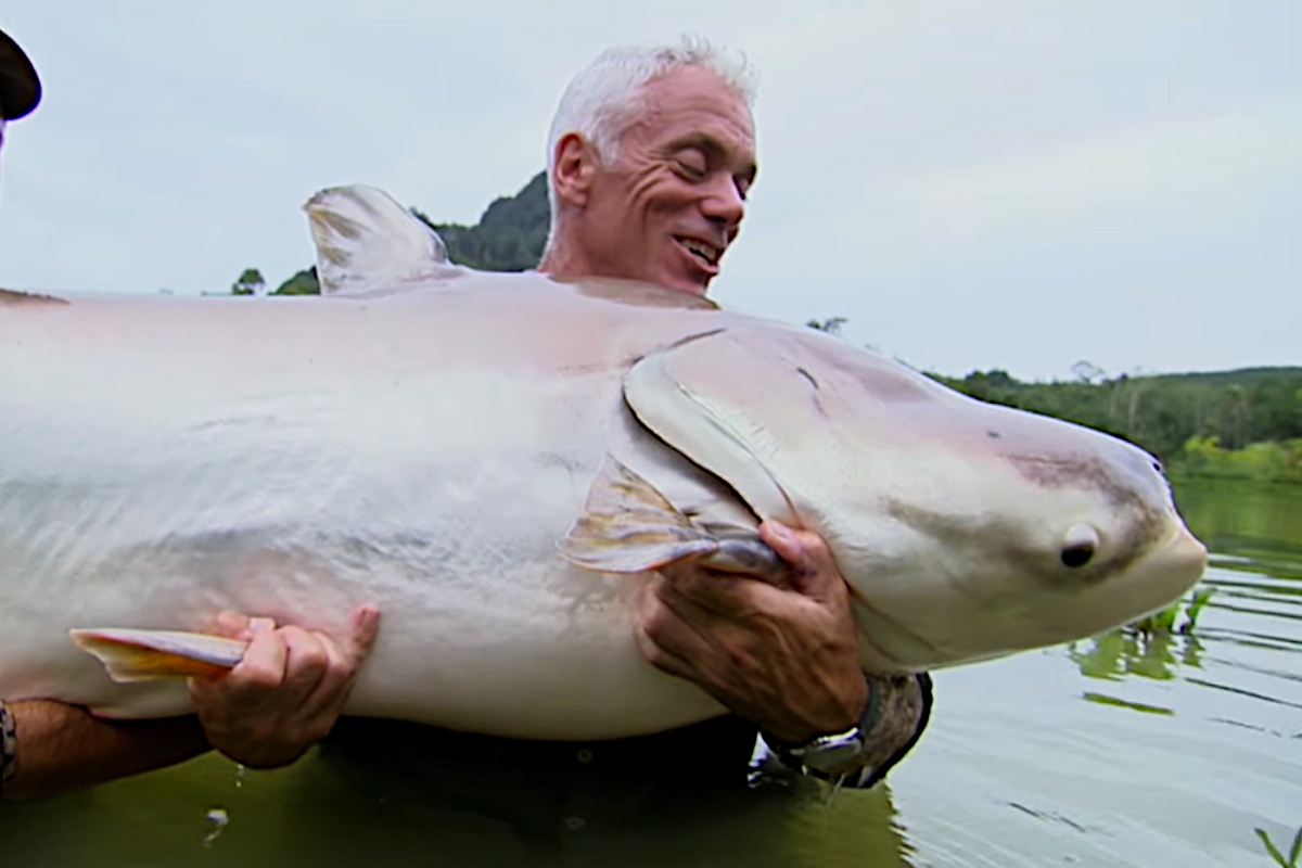 Mekong Giant Catfish