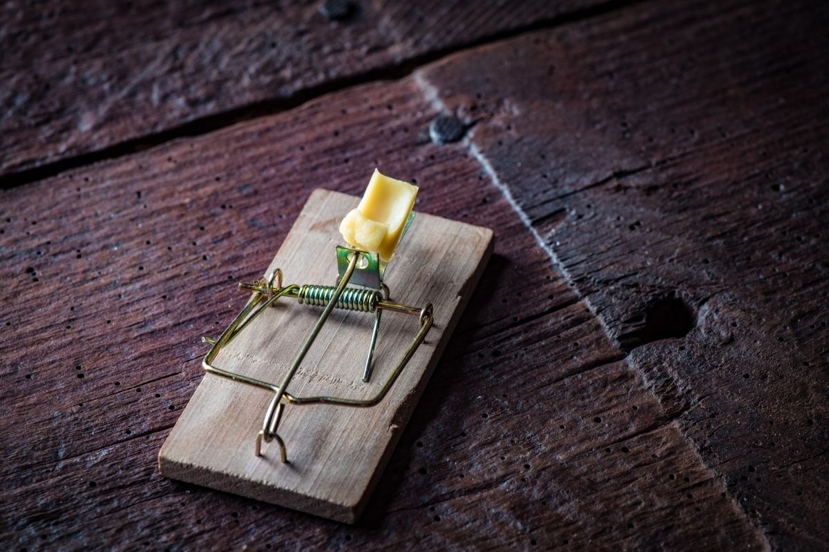 mouse trap