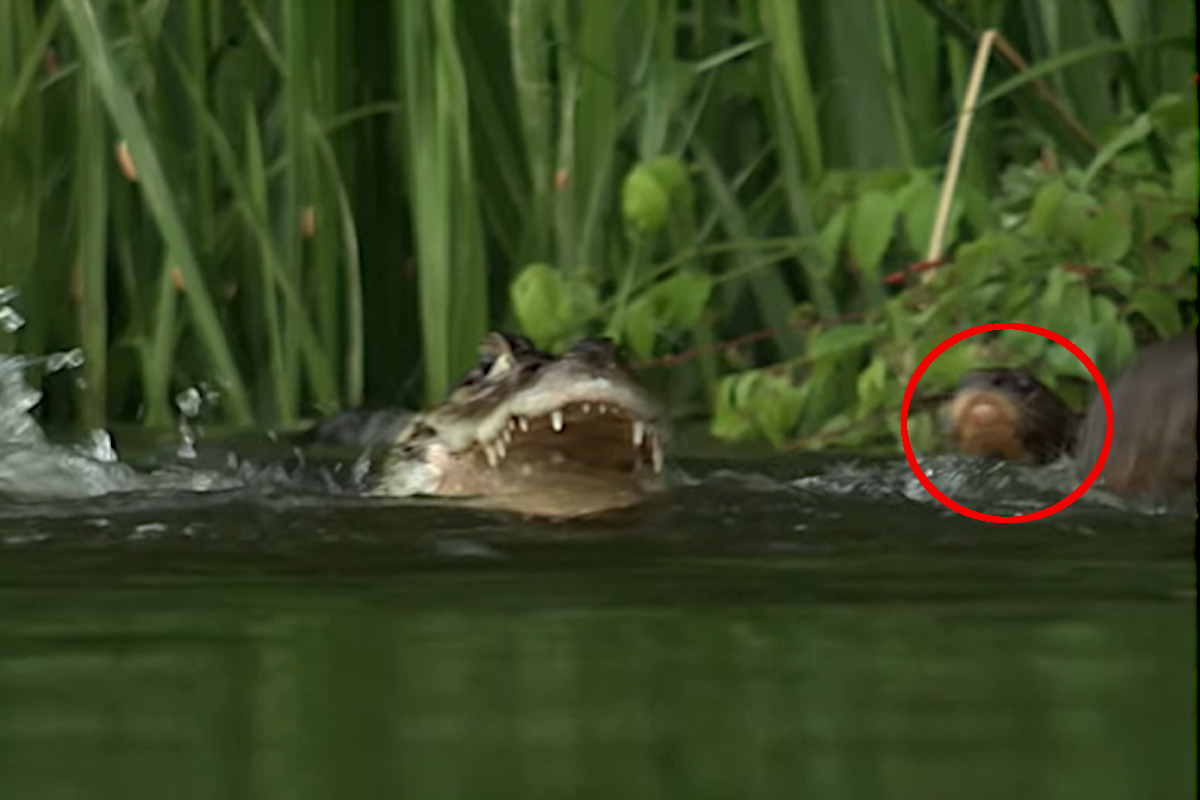 Otters vs Caiman