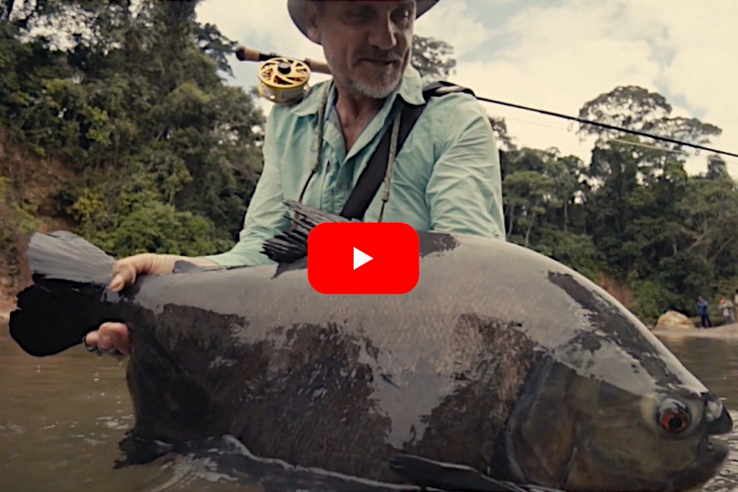 Giant Pacu Fish Presents a Great Challenge Using Fly Tackle - Wide Open ...