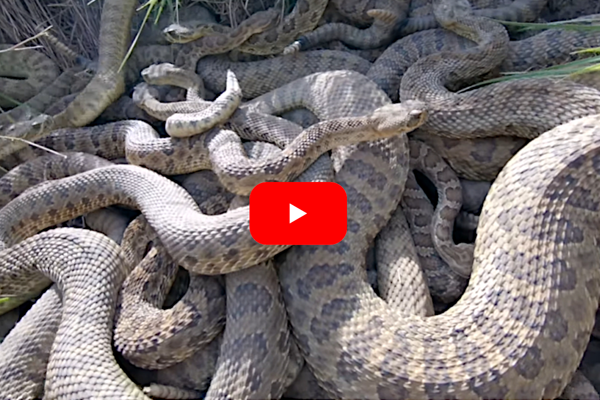 Rattlesnake Den