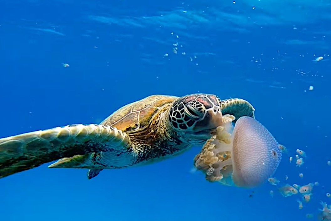 Sea Turtle vs Jellyfish
