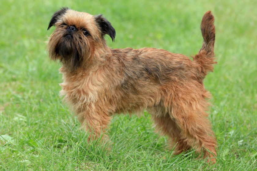 Typical Griffon Bruxellois dog