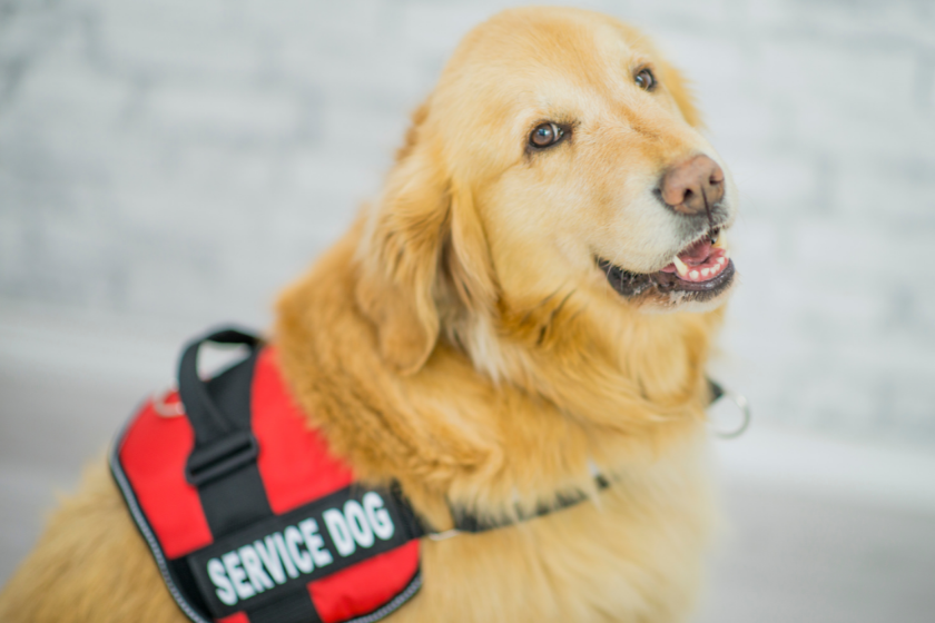 Golden retriever with service dog vest on