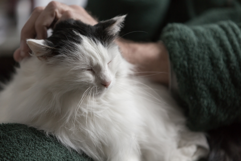 cat sits on womans lap