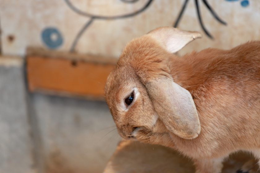 rabbit sits on a lap 