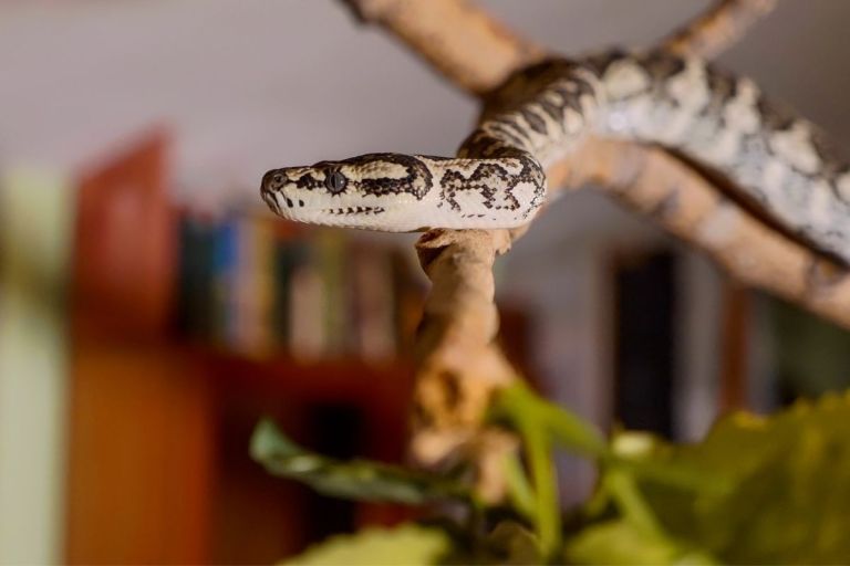 Toys for Snakes 5 Toys From Amazon for Snake Enrichment