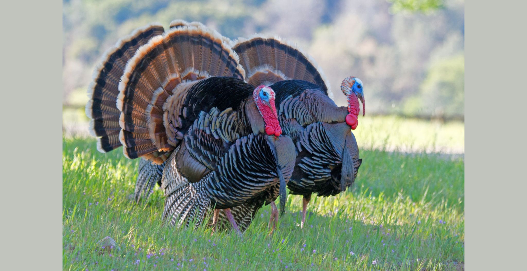 Turkey Drumming The Most Mysterious Gobbler Vocalization Wide Open