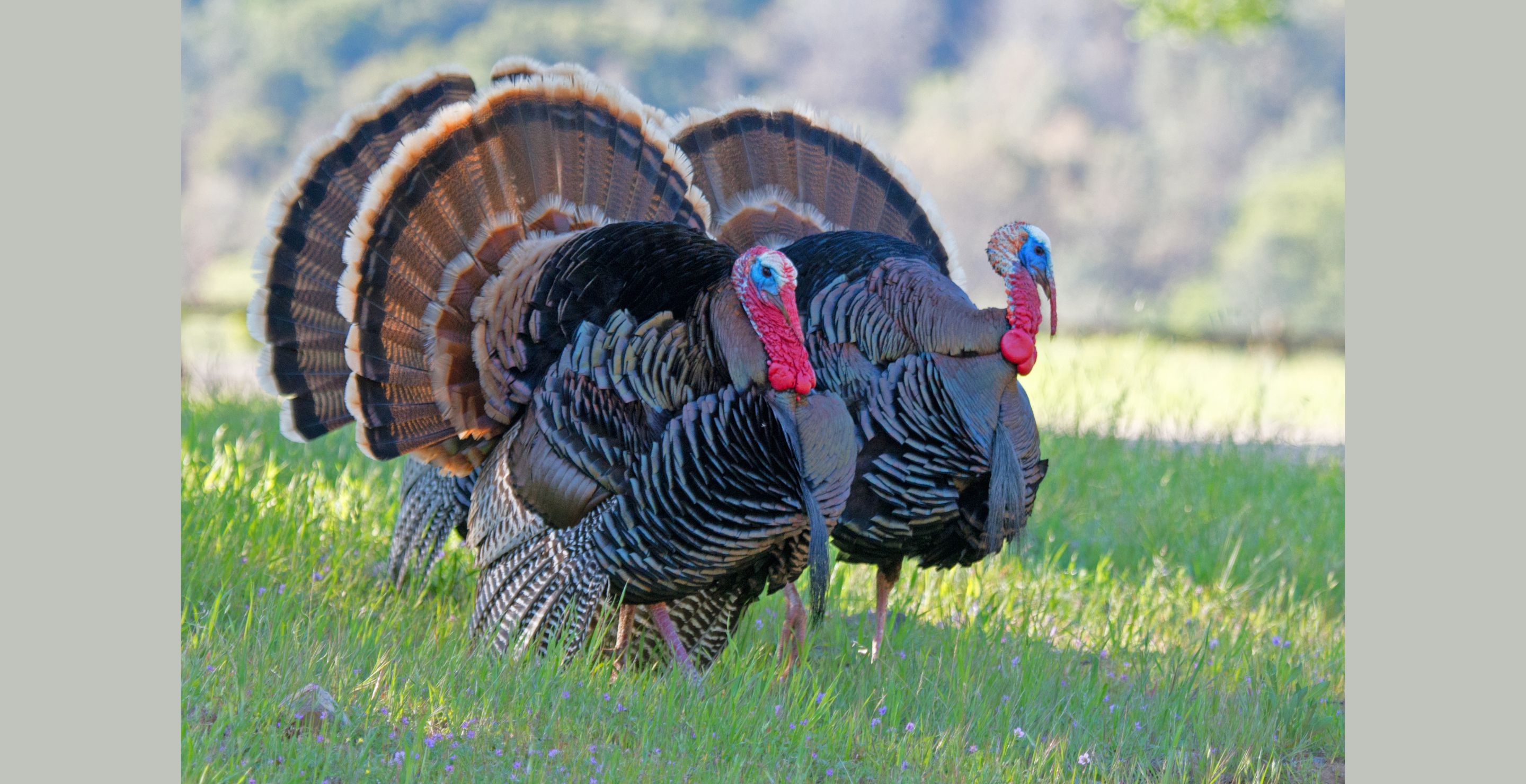 Turkey Drumming The Most Mysterious Gobbler Vocalization Wide Open