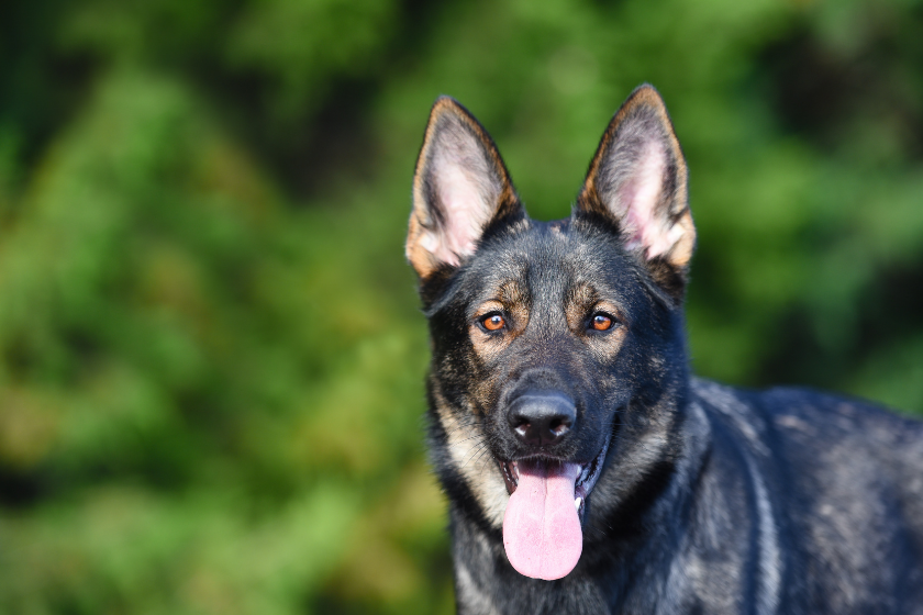 Czech German Shepherd