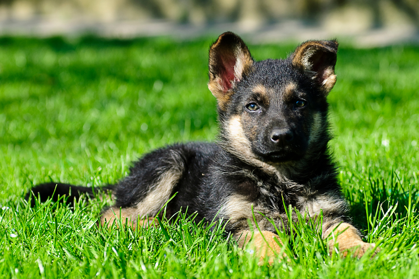 German shepherd puppy sits in grass
