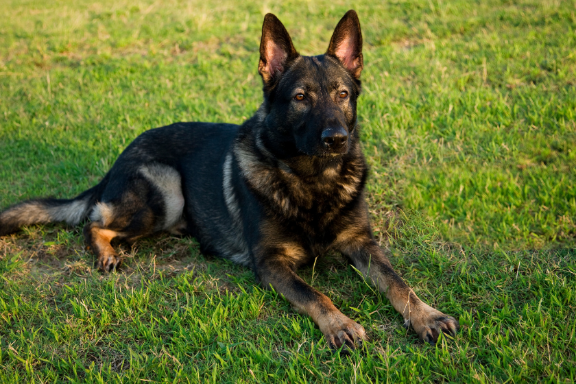 west German shepherd 