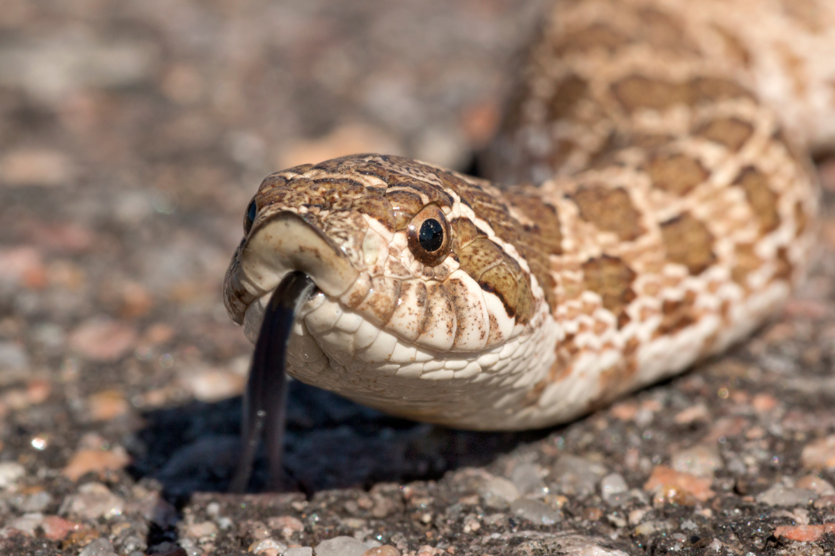 Western Hognose Snake