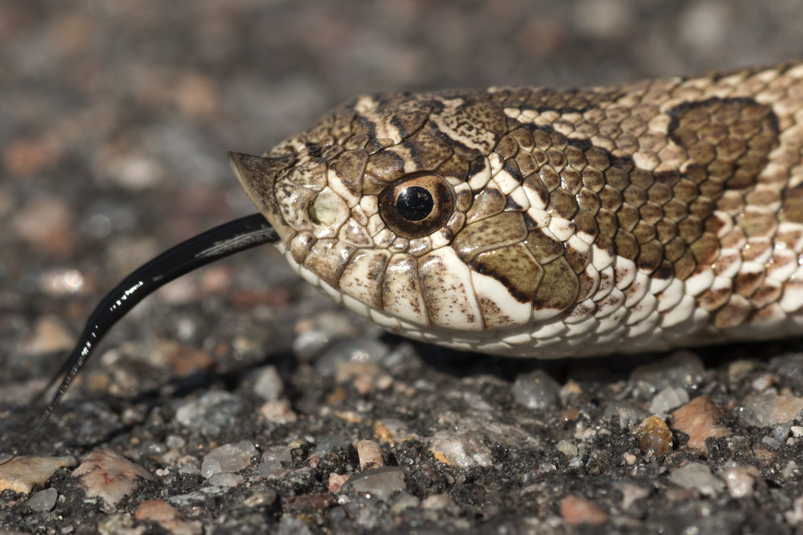 Western Hognose Snake