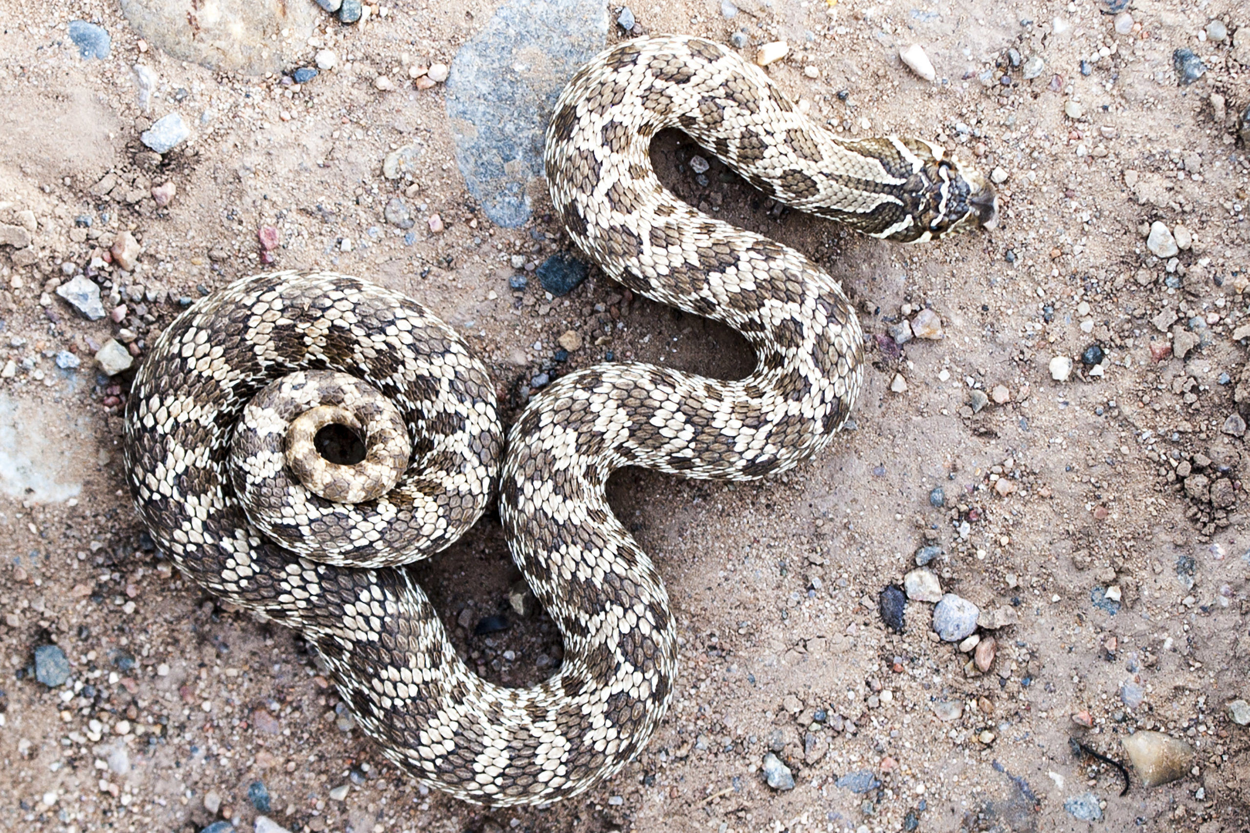 Western Hognose Snake