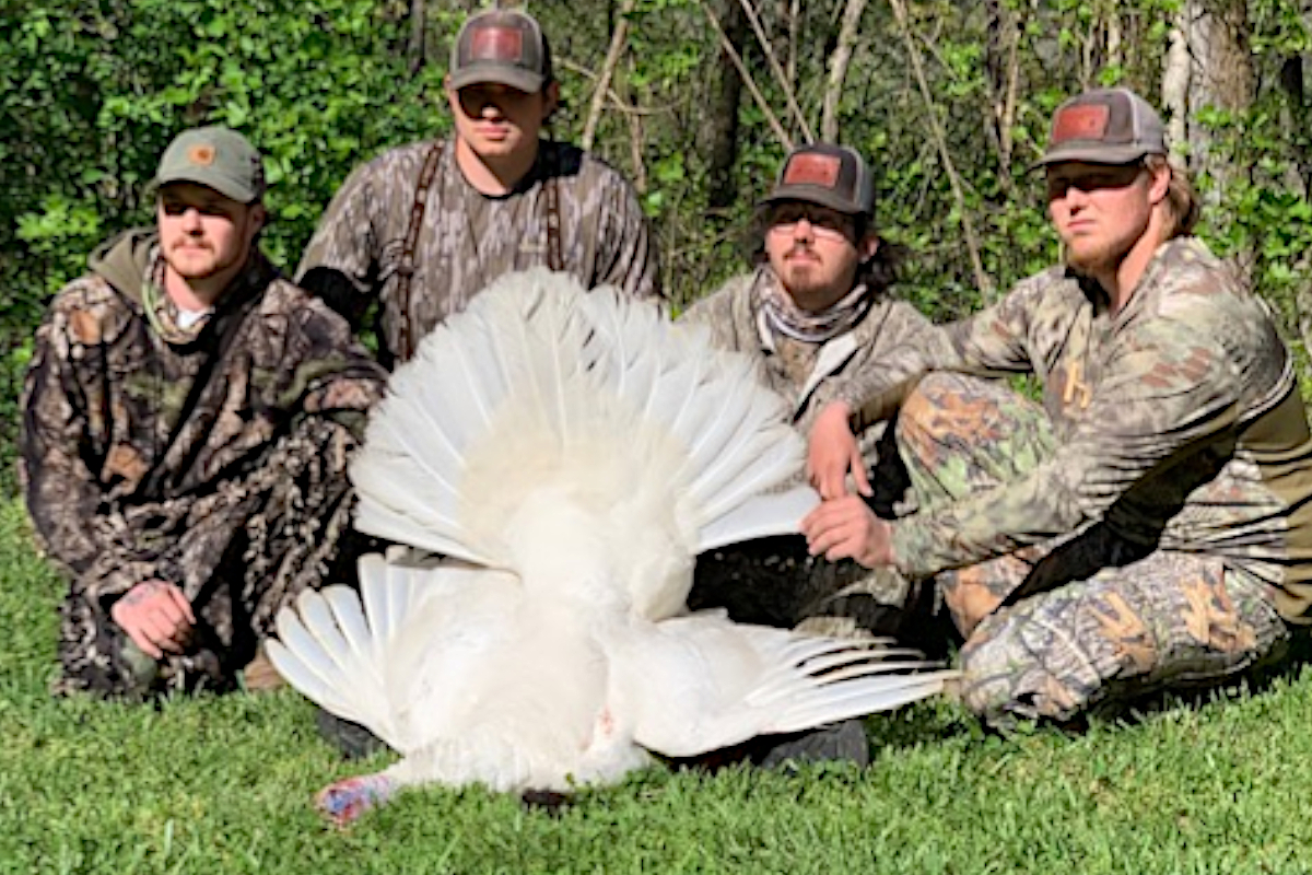 White Turkey
