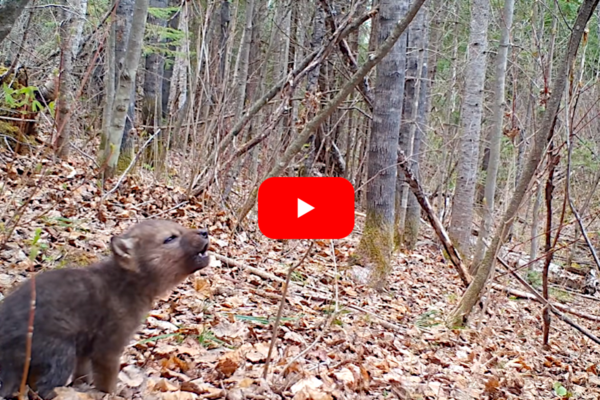 Wolf Pup Howl