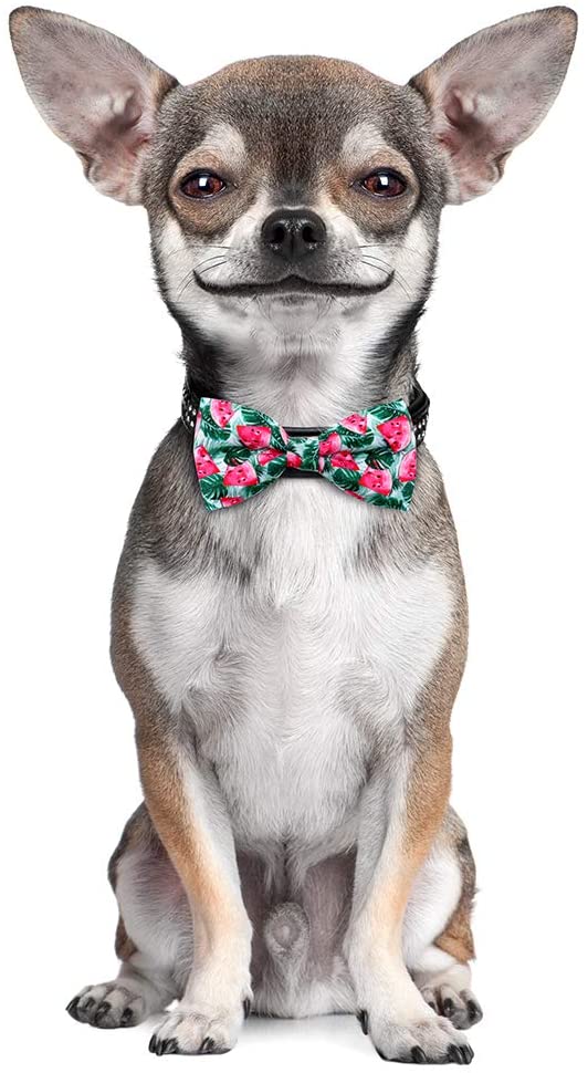 bow tie for dogs