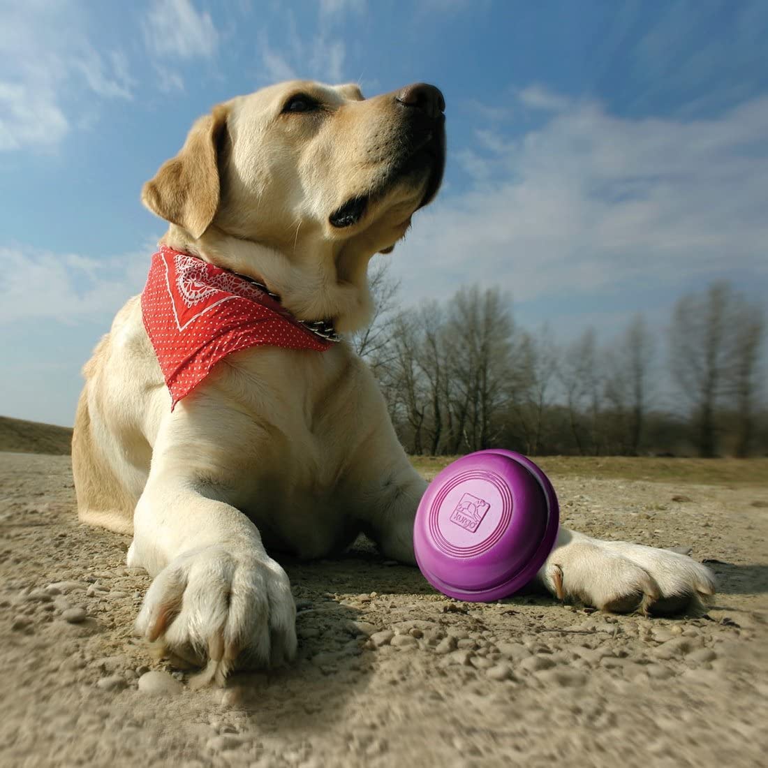 Kurgo Extra Disks for Winga Dog Toy | Flying Disc Thrower Toys for Dogs | Frisbee Fetching Games for Pets | Throwup to 200' | Non-Toxic | Floats | Durable | Includes 2 Discs