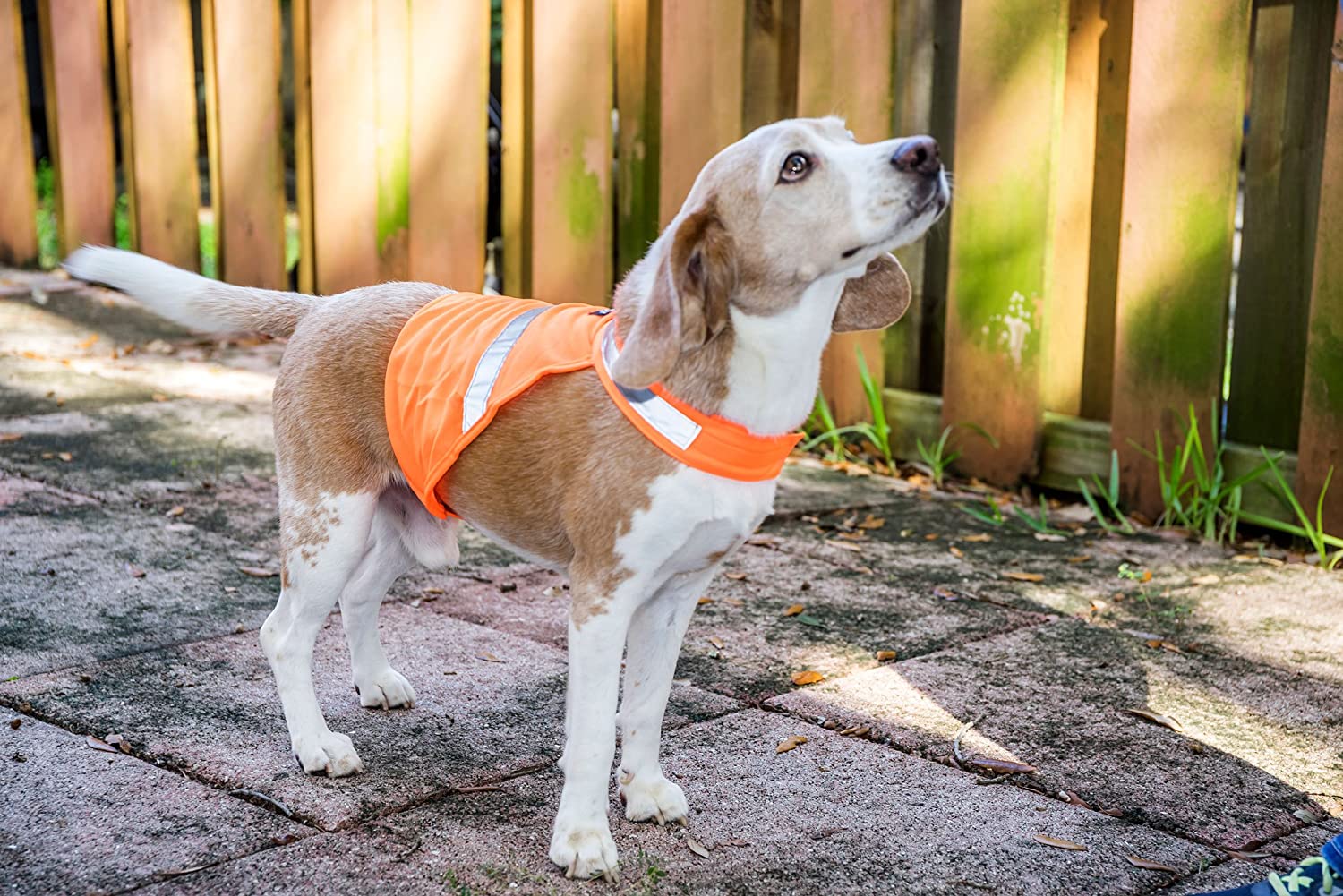 2PET Dog Hunting Vest and Safety Reflective Vest - Used for High Visibility - Protects Pets from Cars & Hunting Accidents in Both Urban and Rural Environments - Choose Color and Size