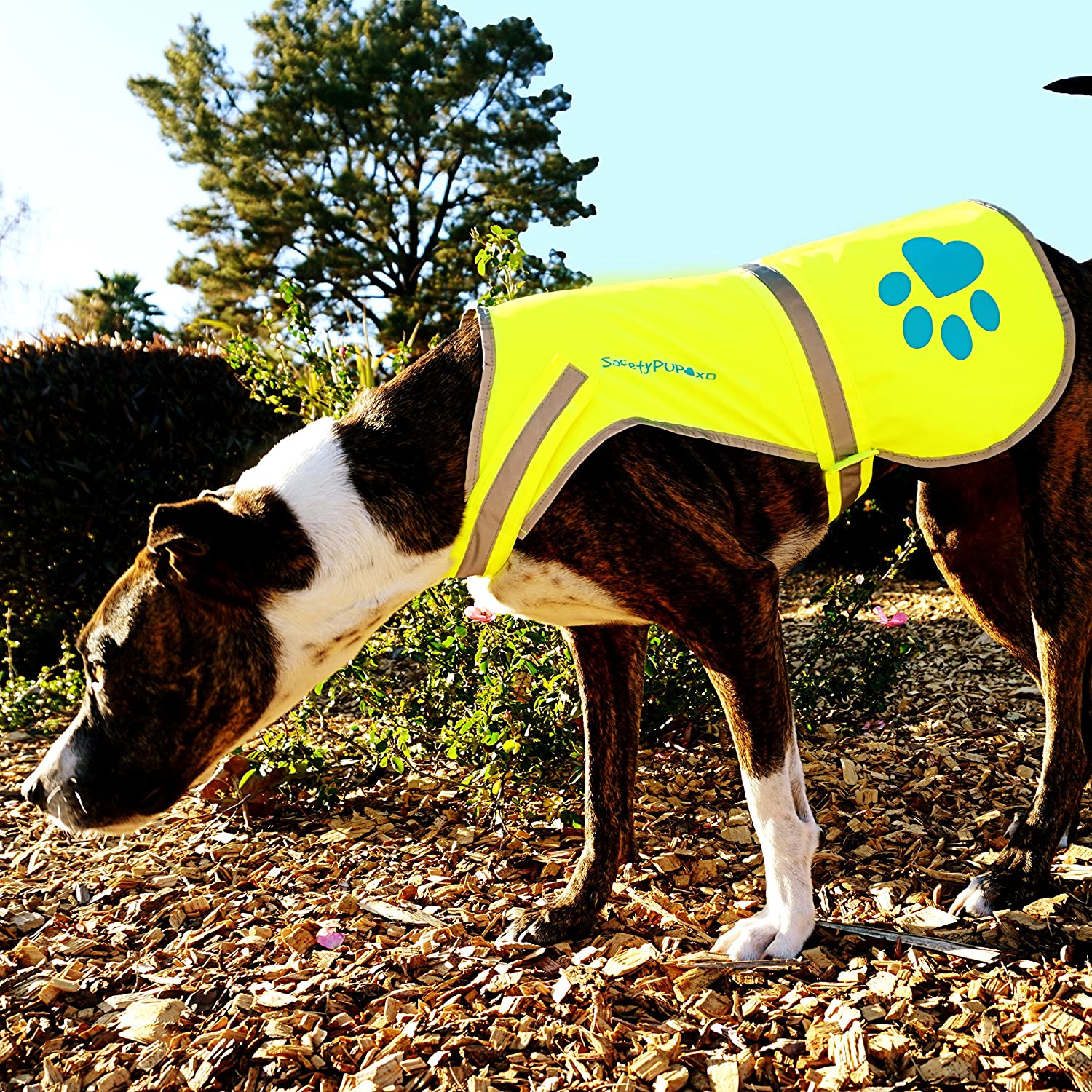 SafetyPUP XD Urban Dog Reflective Vest. Our Fluorescent Hi-Visibility Dog Jacket in Multi-Colors Helps to Safeguard Your PUP in The Outdoors On and Off Leash