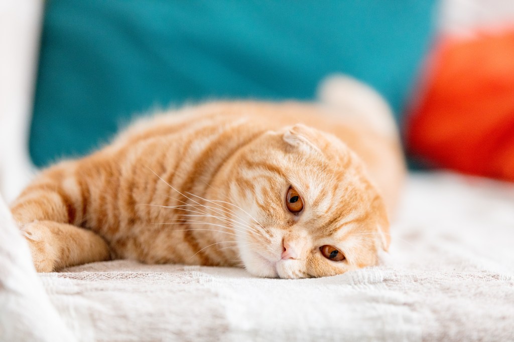 Scottish Fold cat with orange eyes