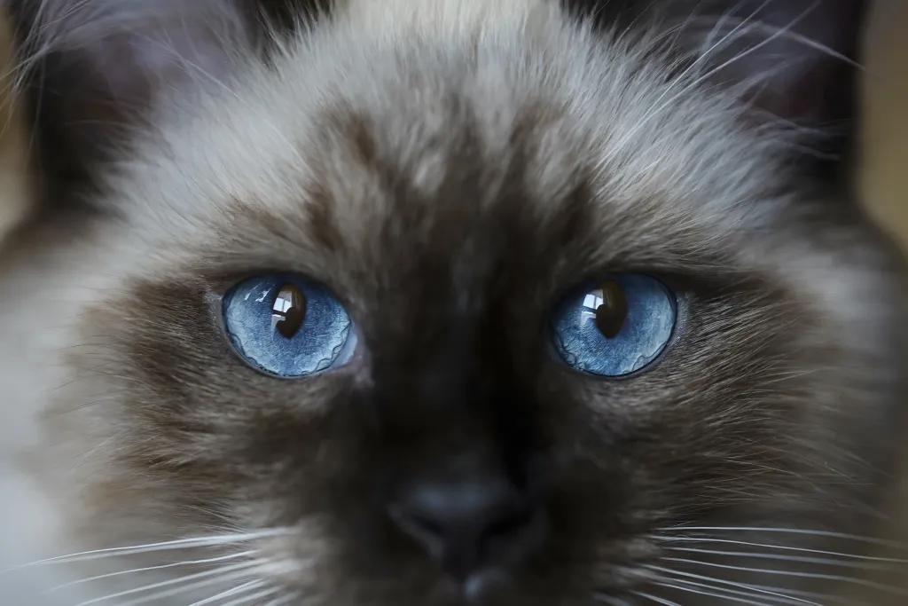 Cat with blue eyes