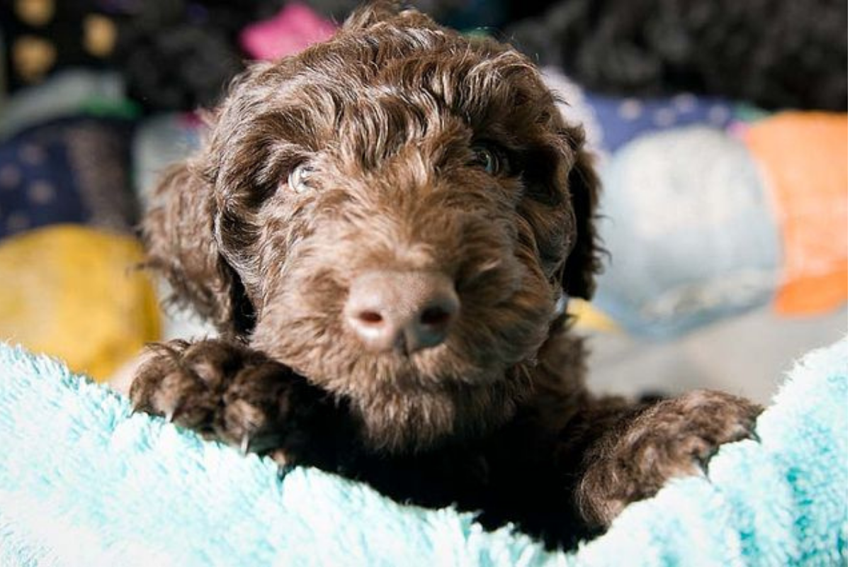 Barbet Full Breed History Grooming Needs Lifespan Average Cost