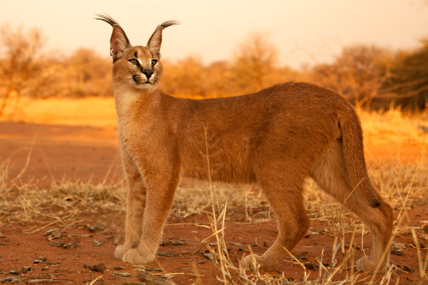 Caracal standing in South Africa Kruger National Park