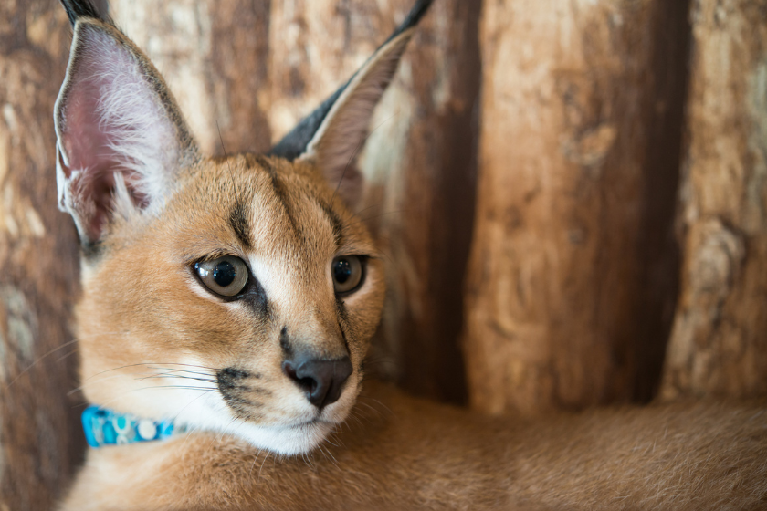 Caracal pet with collar