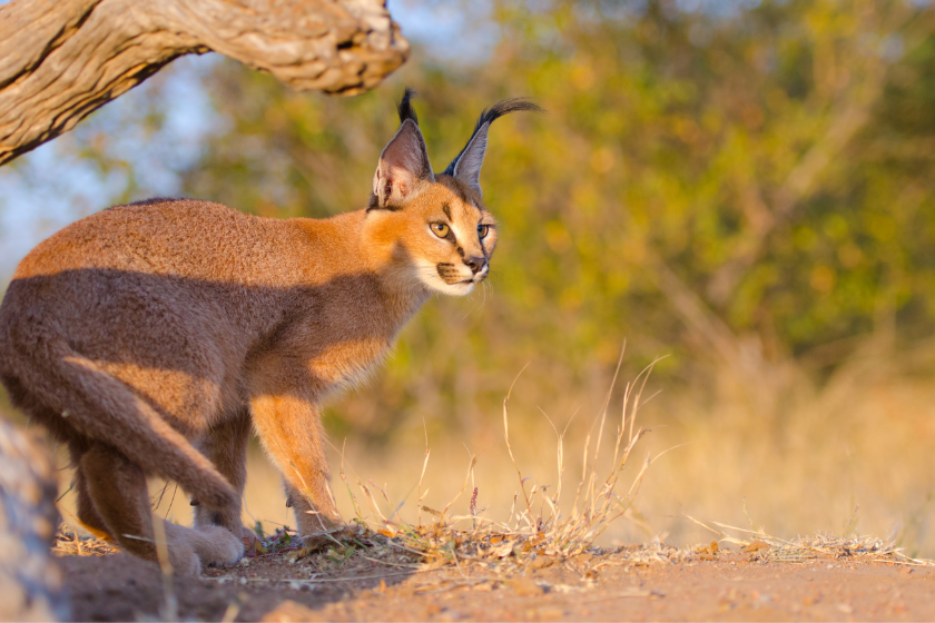 Prowling caracal