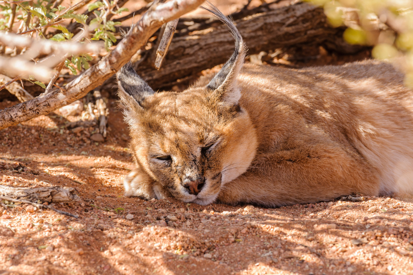 Sleeping pet caracal