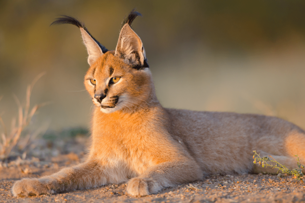 Caracals price deals