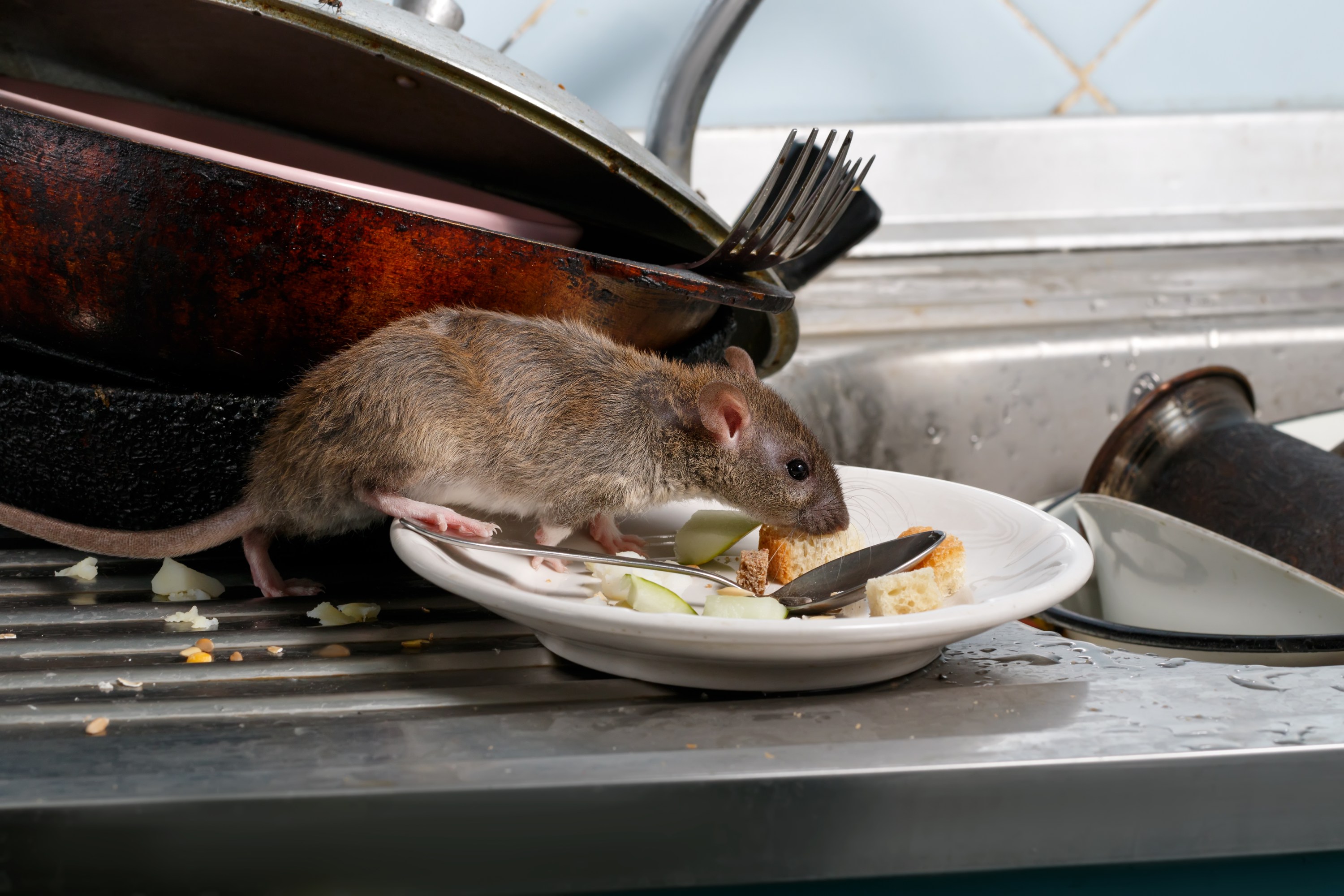 5 Best Rat Poisons of 2023, Including PetSafe Options