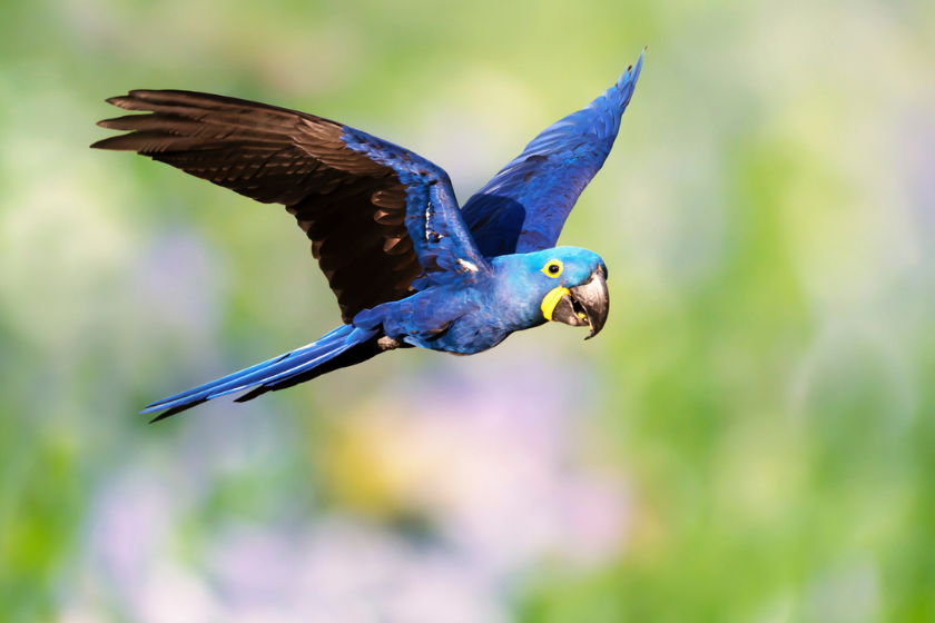 Hyacinth Macaw spreading its wings in flight