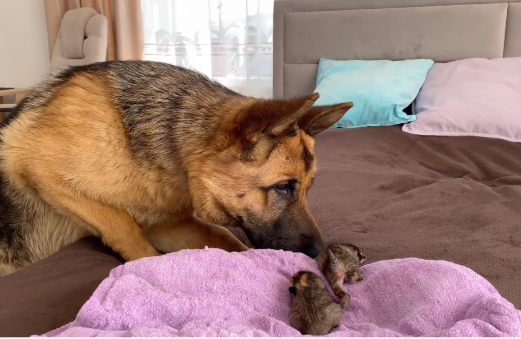 German shepherd meets kittens