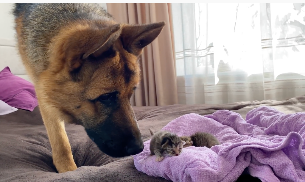 German shepherd meets kittens